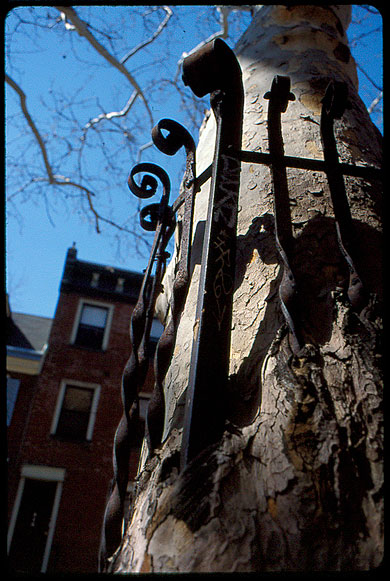 tree-with-bars